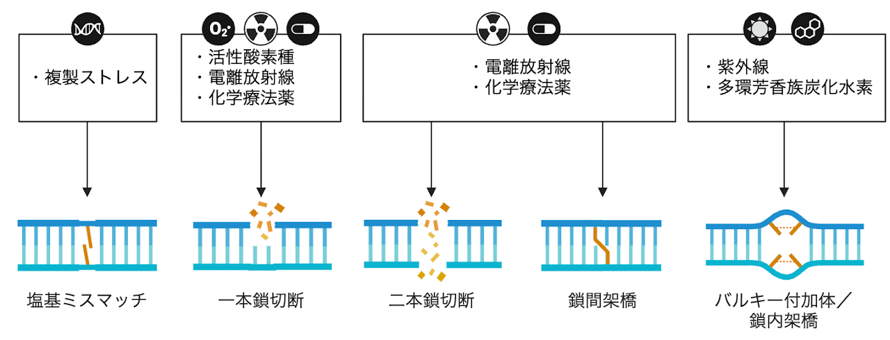 DNA損傷の主な要因