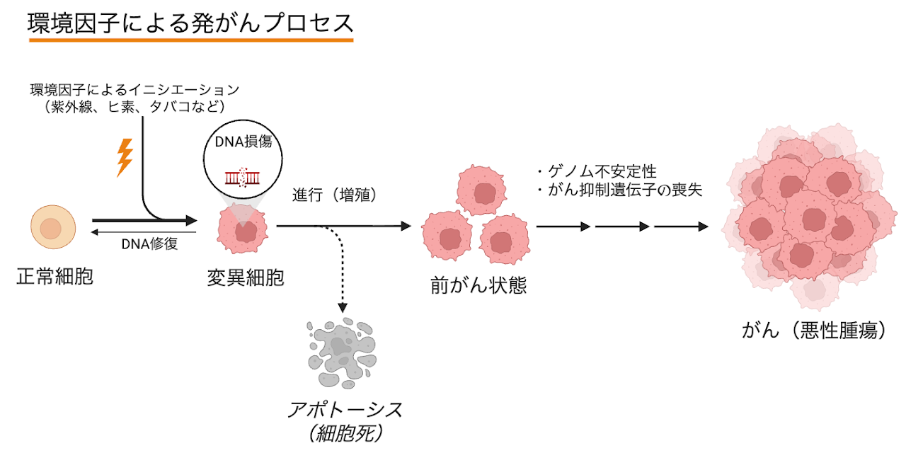 がん発症メカニズム
