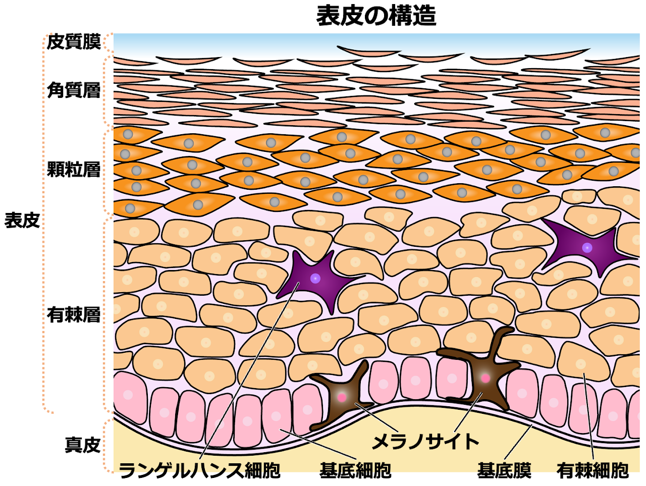皮膚の構造